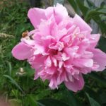 Flowers & curb appeal