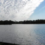 Lotus Maceday Lake in Waterford MI