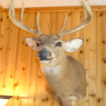 Deer head in Michigan home