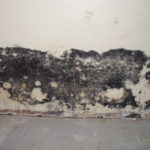 Mold in the basement