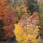 Fall colors in Commerce MI